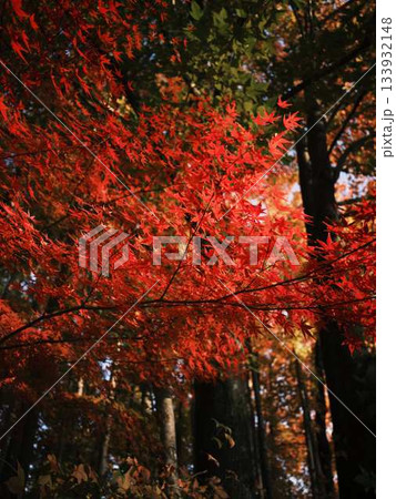 《高知県》紅葉 《高知県》紅葉 133932148
