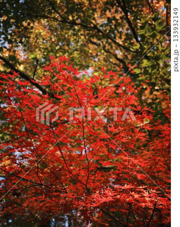 《高知県》紅葉 《高知県》紅葉 133932149