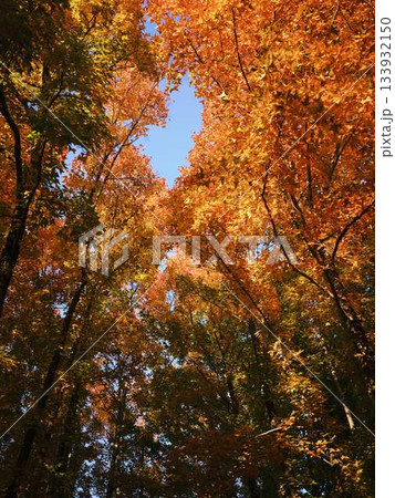 《高知県》紅葉 《高知県》紅葉 133932150