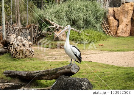Pelican standing on a log with green grass and rocks 133932508