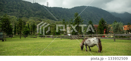 Pony grazing in a lush green pasture with trees and hills Pony grazing in a lush green pasture with trees and hills 133932509