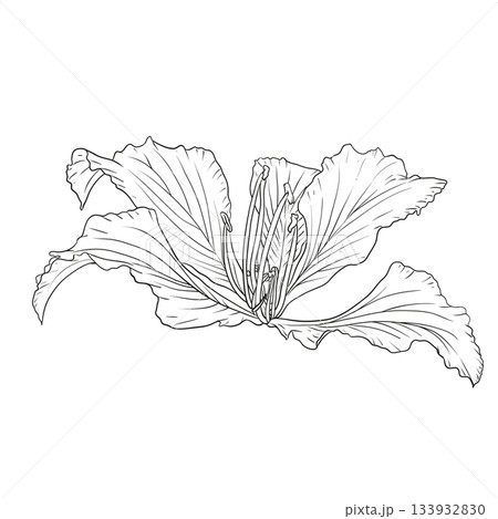 Hand drawn Bauhinia purpurea flower Hand drawn Bauhinia purpurea flower 133932830