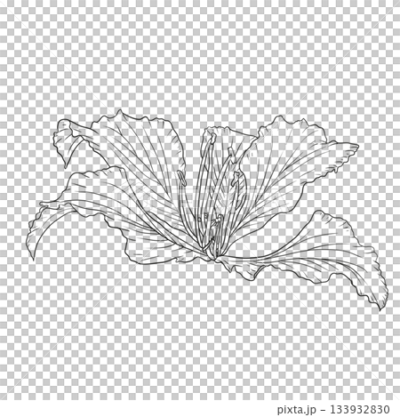 Hand drawn Bauhinia purpurea flower Hand drawn Bauhinia purpurea flower 133932830