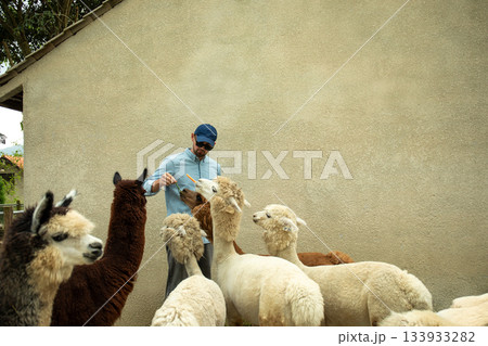 Man feeds alpacas treats by a barn 133933282