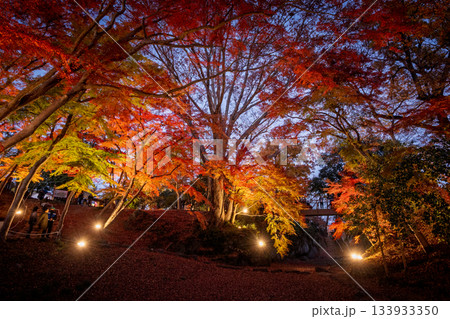 雀宮公園の紅葉のライトアップ 雀宮公園の紅葉のライトアップ 133933350