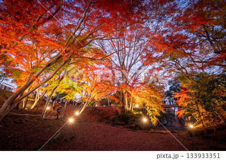 雀宮公園の紅葉のライトアップ 133933351
