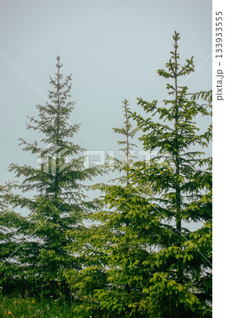 The tops of fir trees against the background of thick white fog 133933555