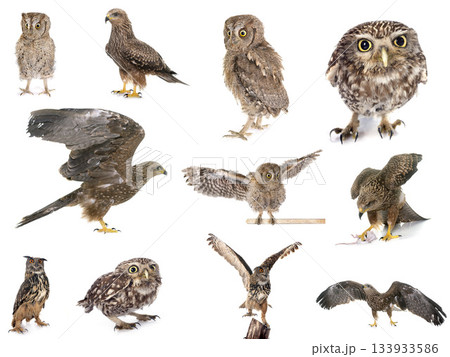 bird of prey in Europe 133933586