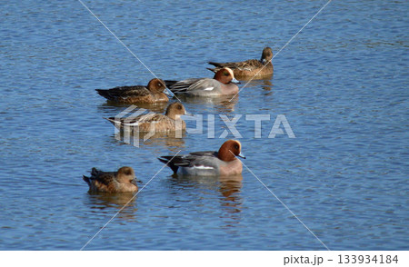 ヒドリガモの軍団 133934184