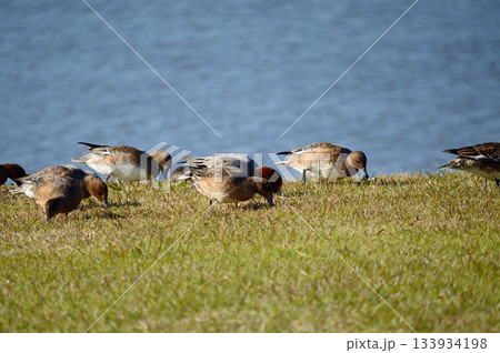 ヒドリガモの軍団 133934198