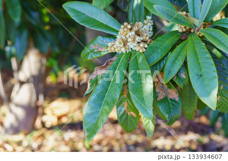枇杷の花 枇杷の花 133934607