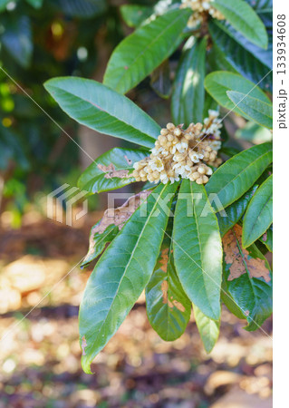 枇杷の花 133934608