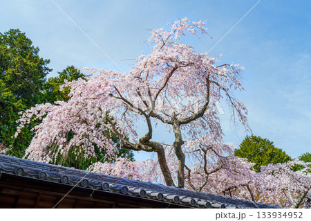 業平桜の咲く風景 133934952
