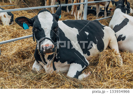 Close-up portrait of a young Holstein cow Close-up portrait of a young Holstein cow 133934966