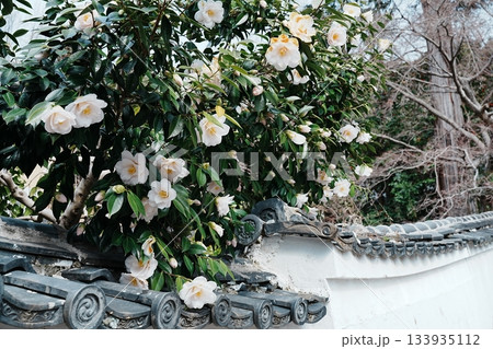 白壁に咲く椿の花 133935112