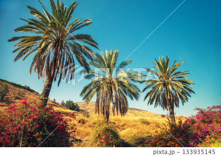 Mountain landscape with palm trees near the Sea of Galilee and Tiberias city on a sunny day, Israel Mountain landscape with palm trees near the Sea of Galilee and Tiberias city on a sunny day, Israel 133935145