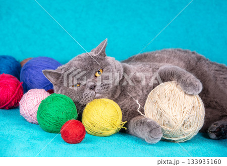 A cute blue British shorthair cat lies on a blue blanket and many colorful balls of wool. Cat playing with a white ball of yarn A cute blue British shorthair cat lies on a blue blanket and many colorful balls of wool. Cat playing with a white ball of yarn 133935160