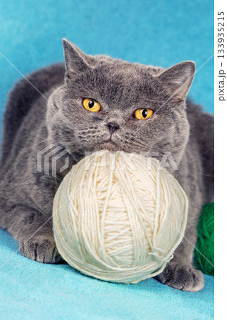 Funny Blue British Shorthair cat lying on the blue blanket and playing with a ball of wool. Vertical banner 133935215