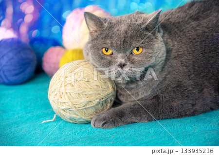 A cute blue British shorthair cat lies on a blue blanket with many colorful balls of wool. Cat playing with a white ball of yarn A cute blue British shorthair cat lies on a blue blanket with many colorful balls of wool. Cat playing with a white ball of yarn 133935216