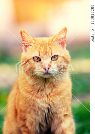Red kitten sits outdoors on a sunny summer day Red kitten sits outdoors on a sunny summer day 133935299