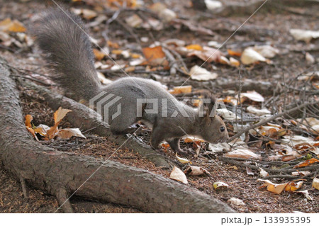 換毛期　秋のエゾリス　蝦夷リス　北海道の野生動物 133935395