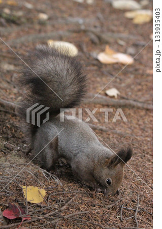 換毛期 秋のエゾリス 蝦夷リス 北海道の野生動物 換毛期 秋のエゾリス 蝦夷リス 北海道の野生動物 133935403