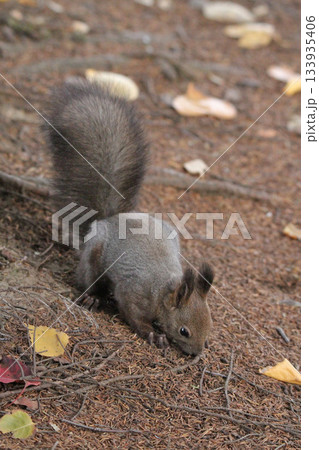 換毛期　秋のエゾリス　蝦夷リス　北海道の野生動物 133935406