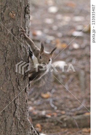換毛期　秋のエゾリス　蝦夷リス　北海道の野生動物 133935407