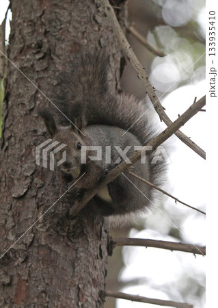 換毛期 秋のエゾリス 蝦夷リス 北海道の野生動物 換毛期 秋のエゾリス 蝦夷リス 北海道の野生動物 133935410