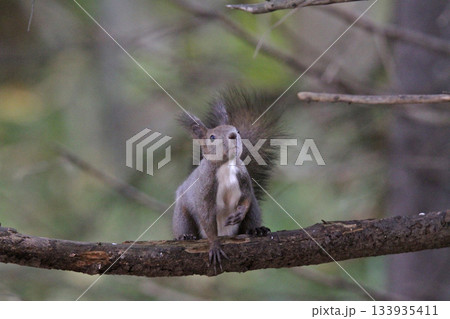 換毛期 秋のエゾリス 蝦夷リス 北海道の野生動物 換毛期 秋のエゾリス 蝦夷リス 北海道の野生動物 133935411