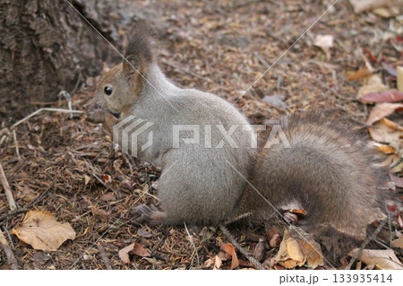 換毛期 秋のエゾリス 蝦夷リス 北海道の野生動物 換毛期 秋のエゾリス 蝦夷リス 北海道の野生動物 133935414