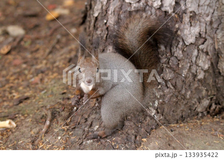 換毛期　秋のエゾリス　蝦夷リス　北海道の野生動物 133935422