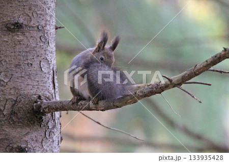 換毛期　秋のエゾリス　蝦夷リス　北海道の野生動物 133935428