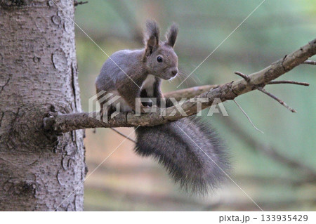 換毛期　秋のエゾリス　蝦夷リス　北海道の野生動物 133935429