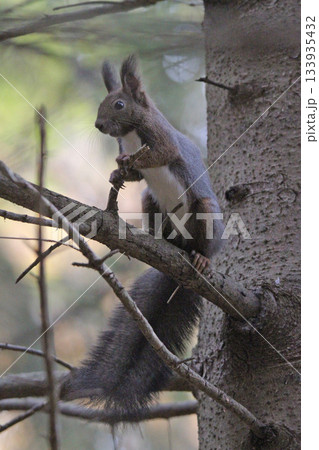換毛期 秋のエゾリス 蝦夷リス 北海道の野生動物 換毛期 秋のエゾリス 蝦夷リス 北海道の野生動物 133935432