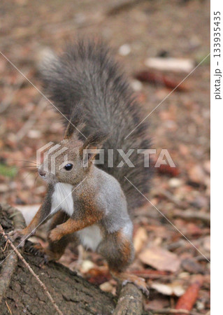 換毛期　秋のエゾリス　蝦夷リス　北海道の野生動物 133935435