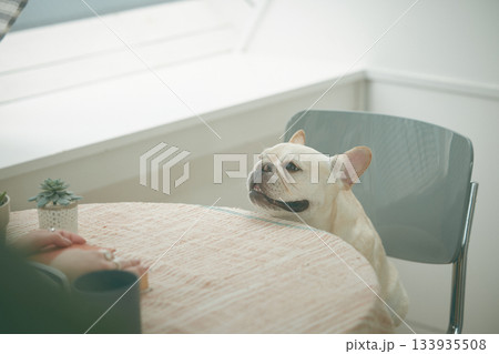 椅子に座るフレンチブルドッグ 133935508