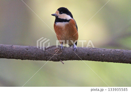 ヤマガラ やまがら 北海道野鳥 ヤマガラ やまがら 北海道野鳥 133935585