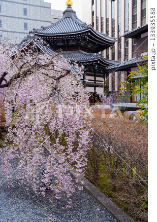 春　桜さく六角堂 133935588
