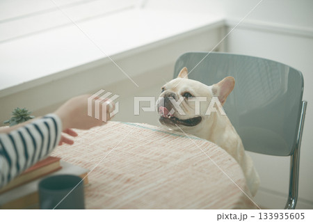 椅子に座る犬 椅子に座る犬 133935605