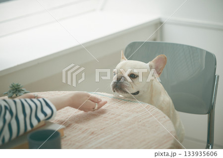 椅子に座る犬 椅子に座る犬 133935606