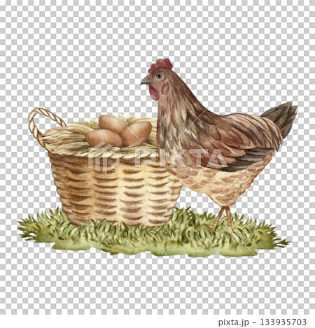 A nest in a wicker basket with chicken eggs and a mother hen nearby. Hand-drawn watercolor illustration. Poultry farming concept. Design element for banners, labels, packaging, and more. 133935703
