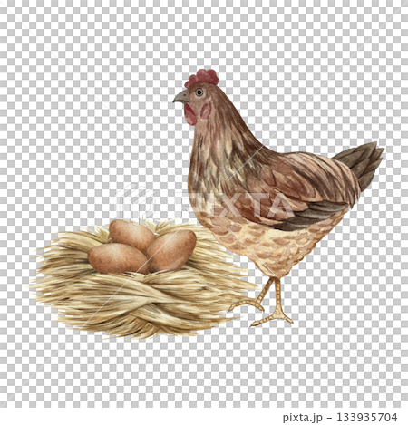A nest with chicken eggs and a mother hen nearby. Hand-drawn watercolor illustration. Three brown eggs in a straw nest. Poultry farming concept. Design element for banners, labels, packaging, and more 133935704