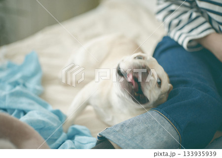 飼い主に甘える犬 133935939