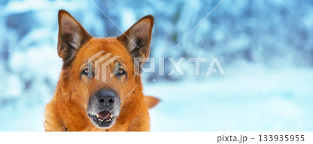 Portrait of a red big mongrel dog outdoors on the snow in winter Portrait of a red big mongrel dog outdoors on the snow in winter 133935955