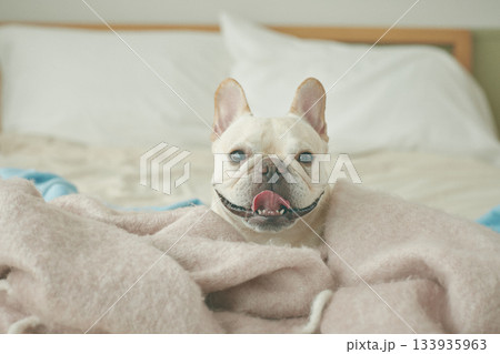 ベッドでくつろぐ犬 ベッドでくつろぐ犬 133935963