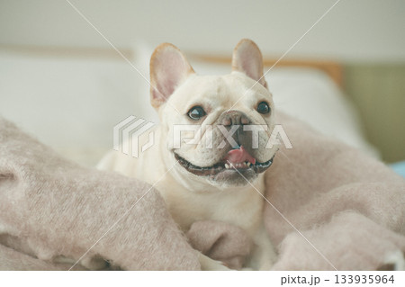 ベッドでくつろぐ犬 ベッドでくつろぐ犬 133935964