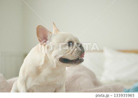 ベッドでくつろぐ犬 133935965