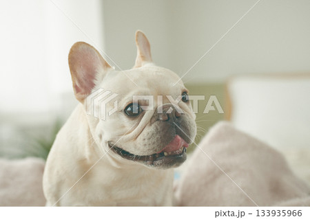 ベッドでくつろぐ犬 133935966