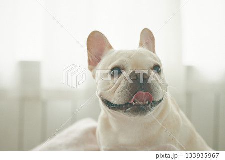 ベッドでくつろぐ犬 133935967